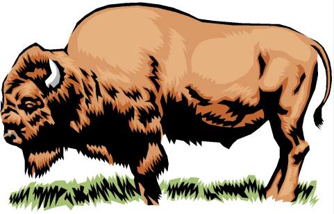 bison - bisonte